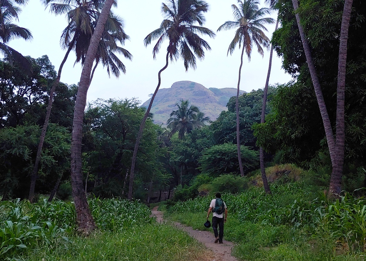 Palm trees and farmland at Ribeira da Prata Beach, Cape Verde, on Santiago Island