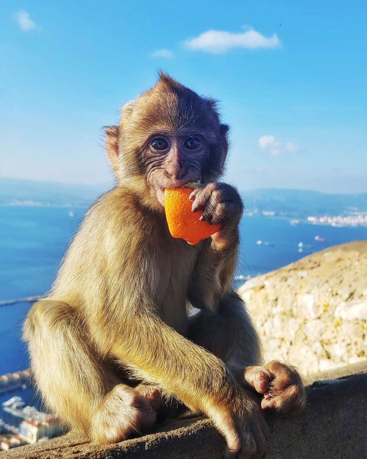 Bébé macaque berbère mangeant une orange, Gibraltar