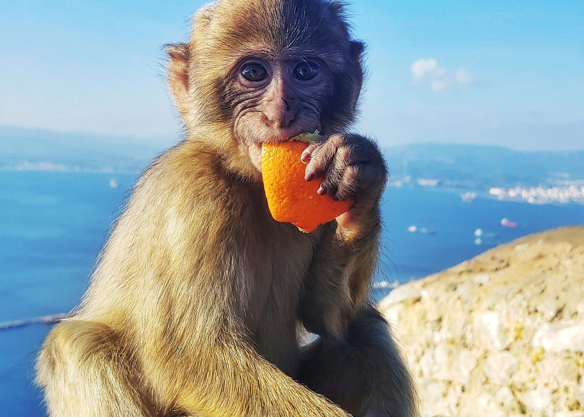 Baby Barbary macaque eating an orange, Gibraltar