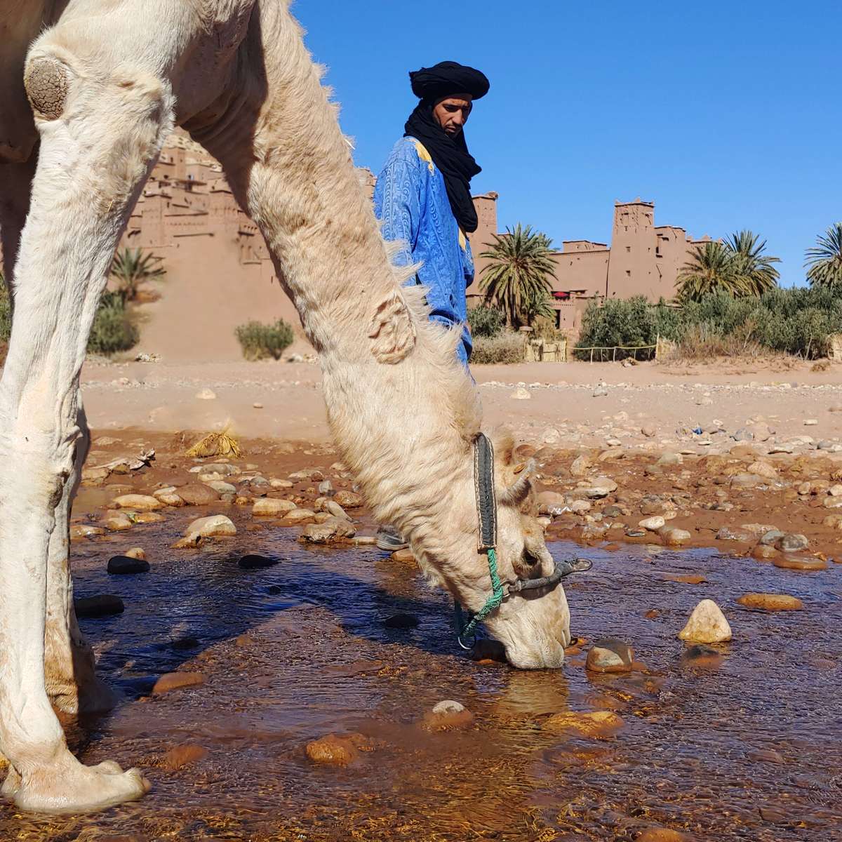 Homme berbère avec son chameau buvant de l’eau près d'Aït Benhaddou au Maroc